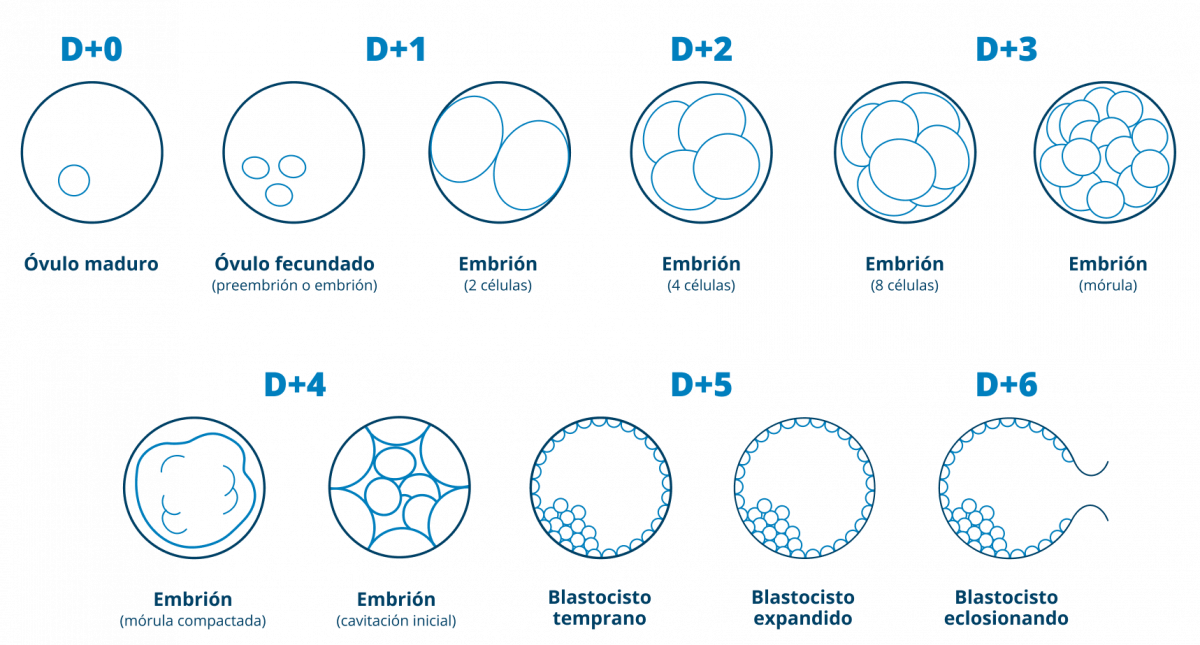 ¿Qué es un Blastocisto o transferencia embrionaria en una FIV? | FecunMed